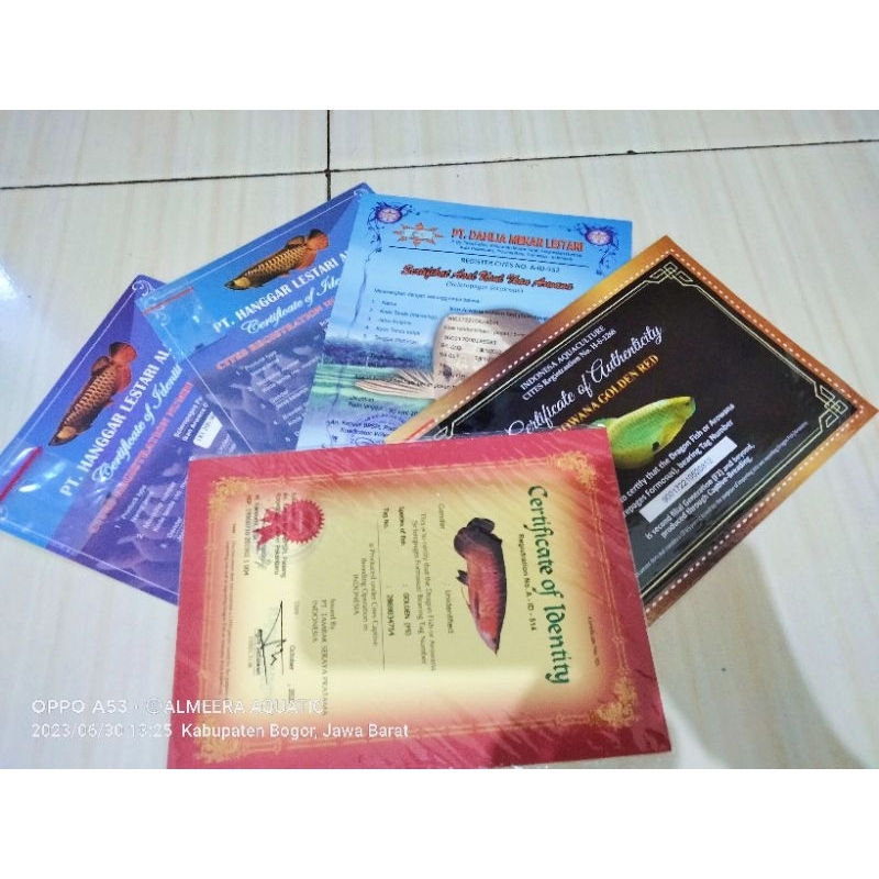 Sertifikat Chip Arwana Arowana Golden Red (RTG)