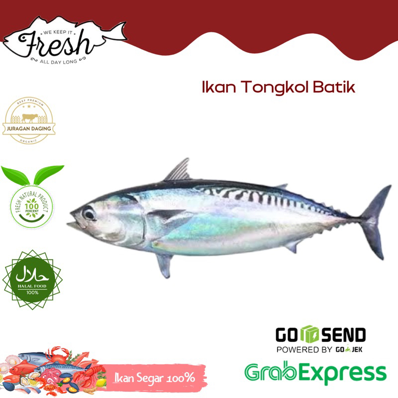 

IKAN TONGKOL /TONGKOL BATIK FRESH 1kg