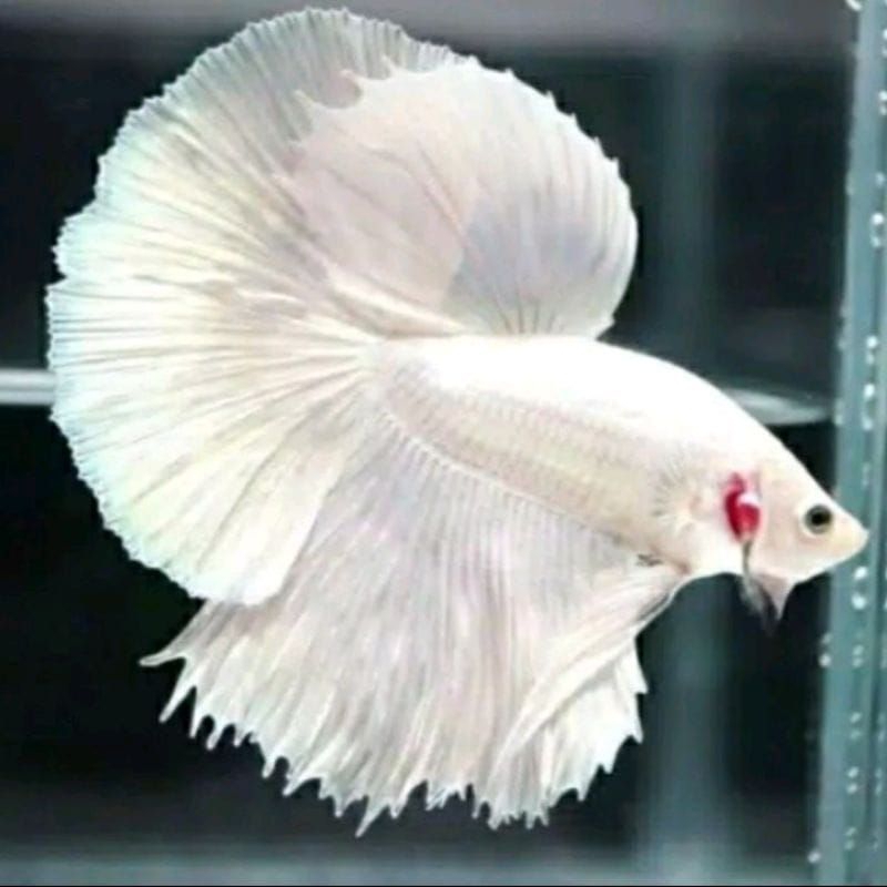 PROMO PAKET 10 EKOR IKAN CUPANG  HALMON WARNA SOLID