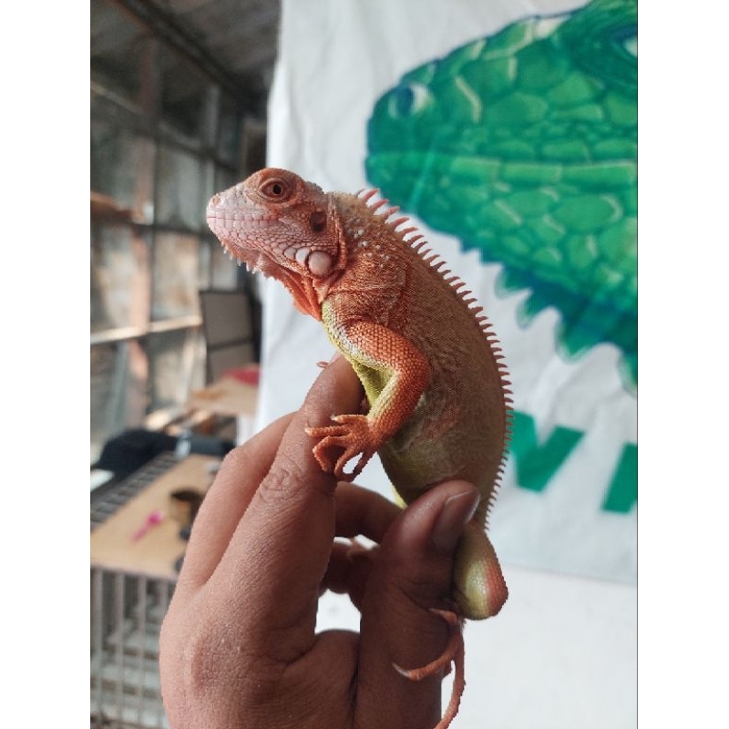 reptile iguana red hypo keren dah di jamin