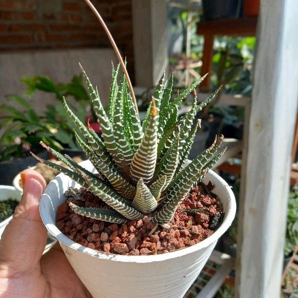 Haworthia Zebra
