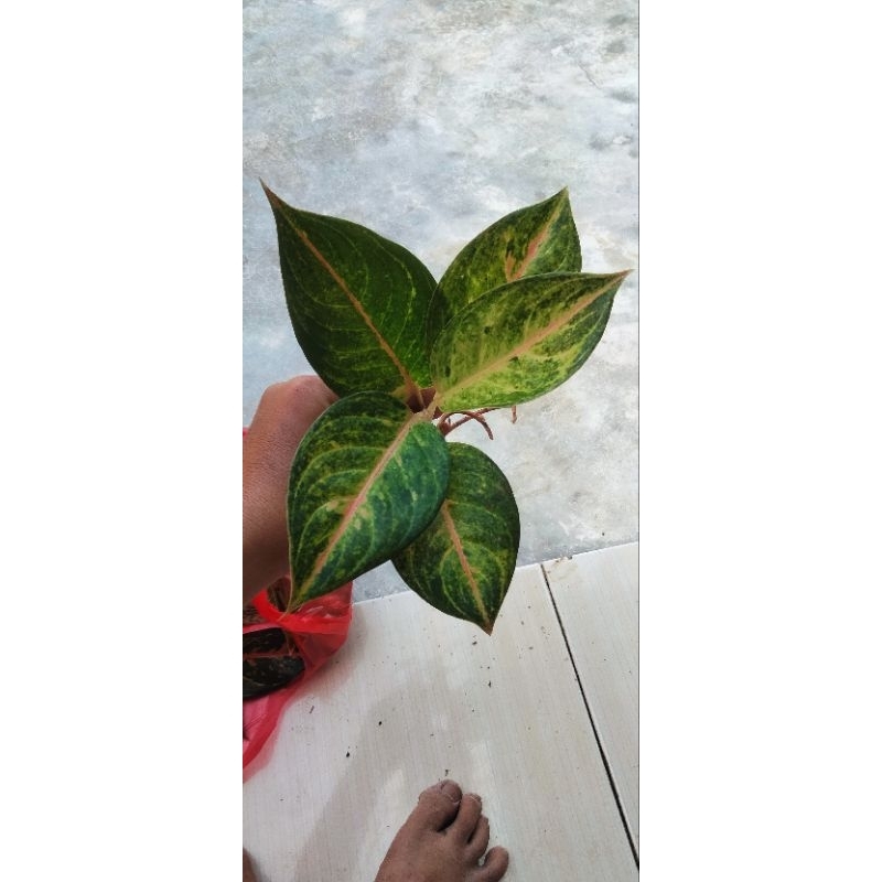 aglonema golden siam