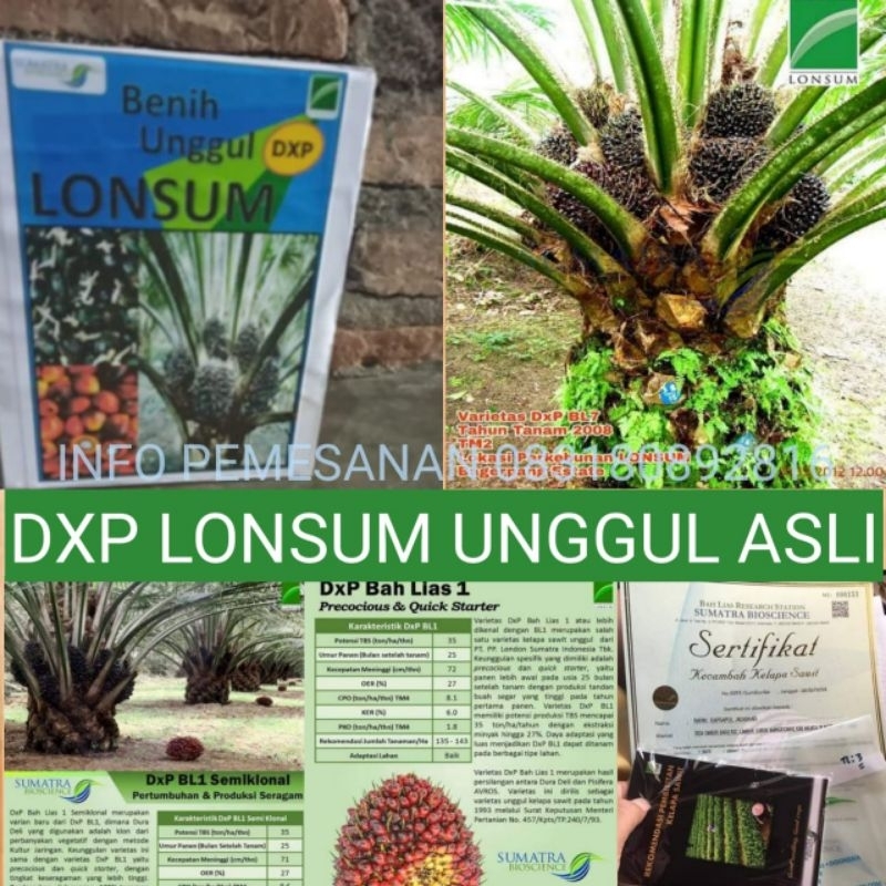 BIBIT SAWIT DXP LONSUM KUALITAS UNGGUL BIBIT SAWIT LOSUM KUALITAS PRENIUM TERLARIS