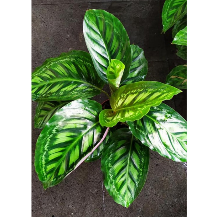 Calathea Flamestar V2 Tanaman Hias Bunga Calathea Flamestar V2