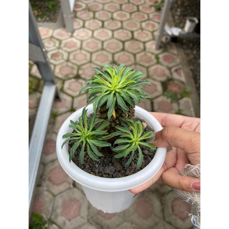 Euphorbia Sotetsu Kirin
