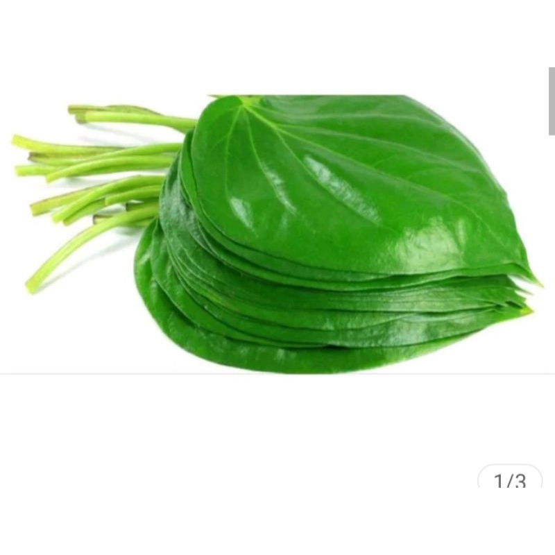 DAUN SIRIH DAUN SIRIH SEGAR