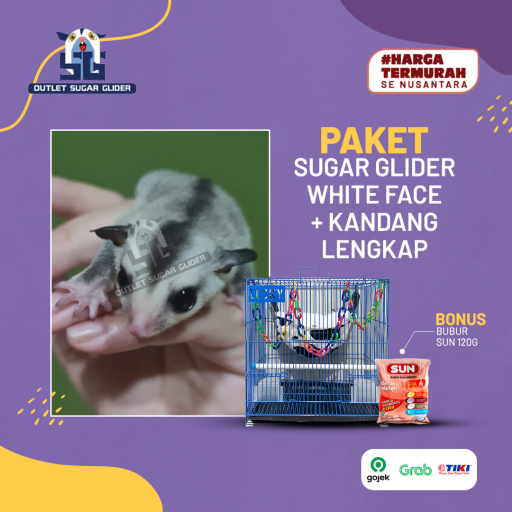 SUGAR GLIDER JENIS WHITE FACE DAN KANDANG LENGKAP