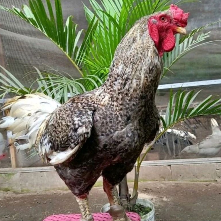 Telur Ayam Gorila Untuk Ditetaskan Fertil