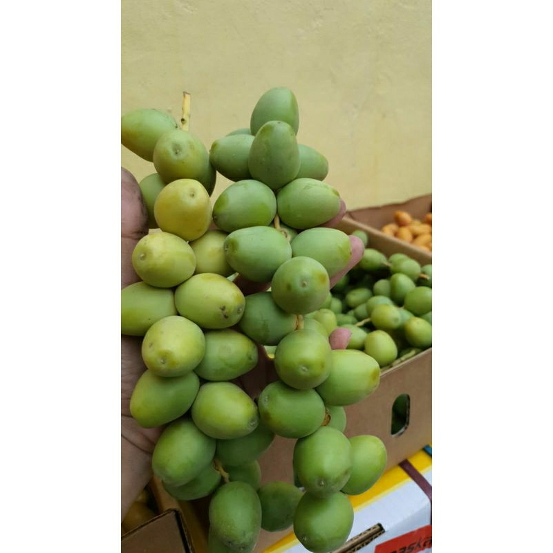 

Kurma Muda Hijau Fresh Promil / Kurma Muda Mentah Hijau