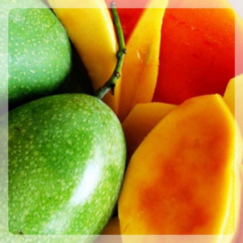 Bibit Mangga manalagi/mangga madu