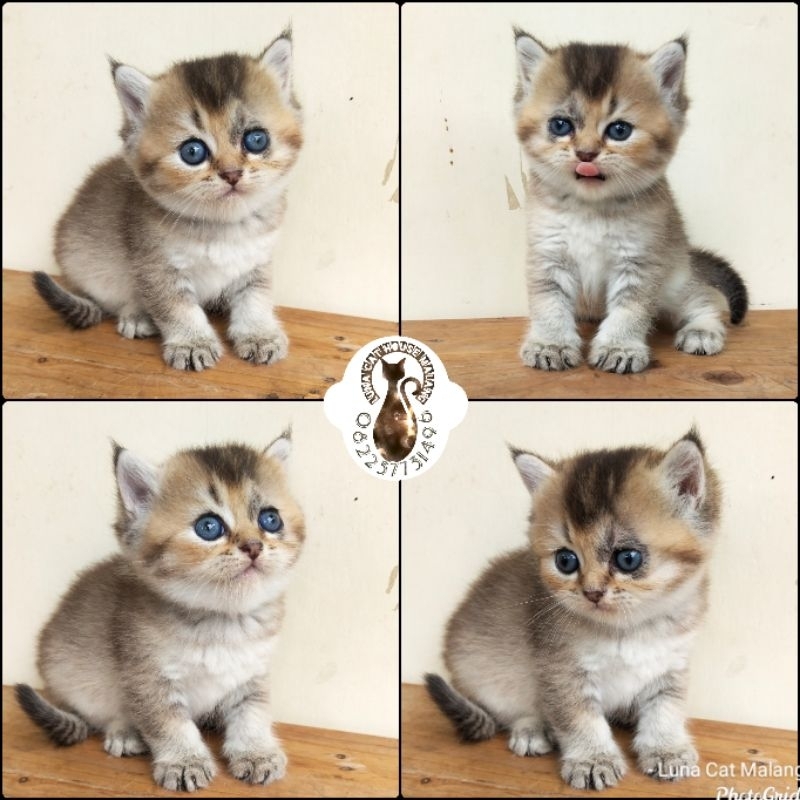 kucing british shorthair (BSH)