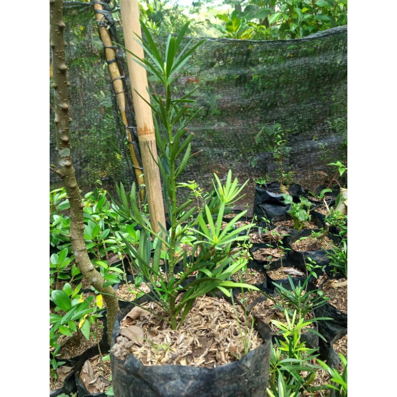bibit bonsai lohansung lidah burung