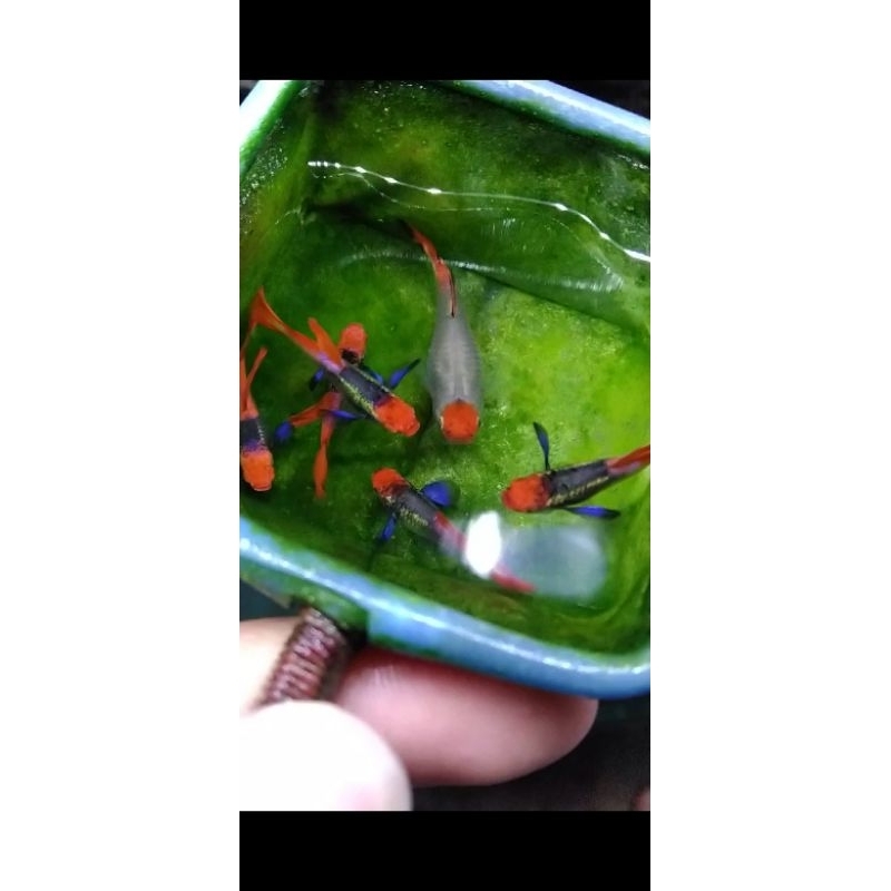 Guppy Platinum Red Tail Koi Blue Ear