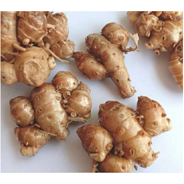 

COD kencur cikur segar 500gr alami