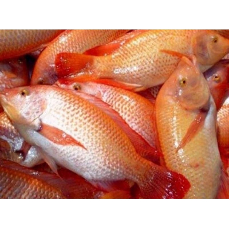 

Ikan Nila Merah Segar Hidup 1Kg