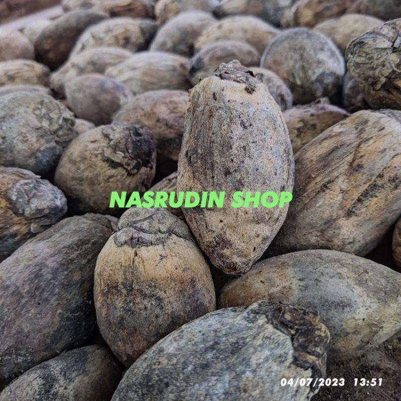 

[Fresh] BUAH PINANG KERING / BUAH PINANG UTUH / BIBIT PINANG