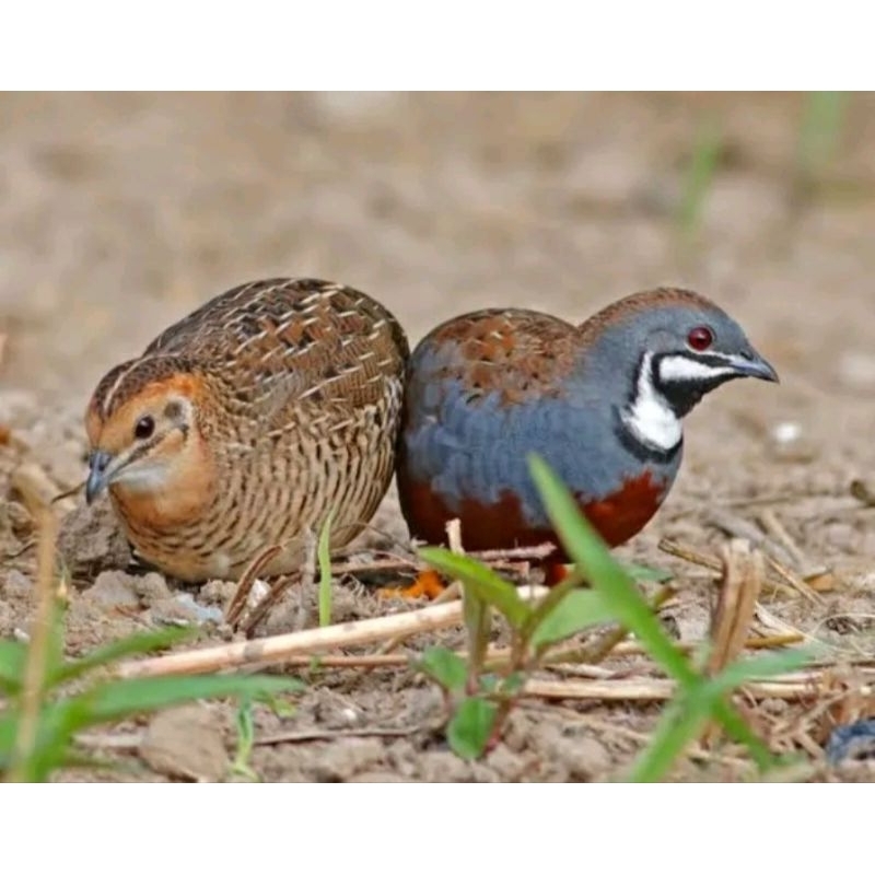 BURUNG PUYUH BATU SEPASANG