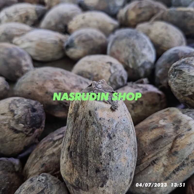 

BUAH PINANG KERING / BUAH PINANG UTUH KERING / BIBIT PINANG