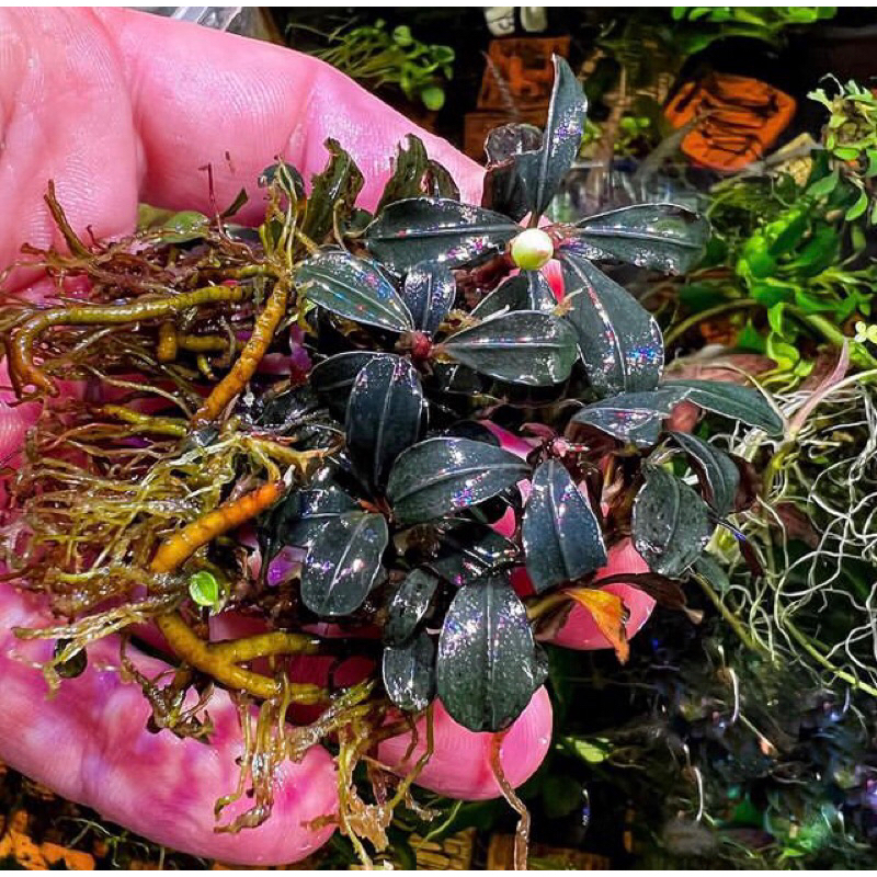 buce_palandraz Brown velvet 1 kg