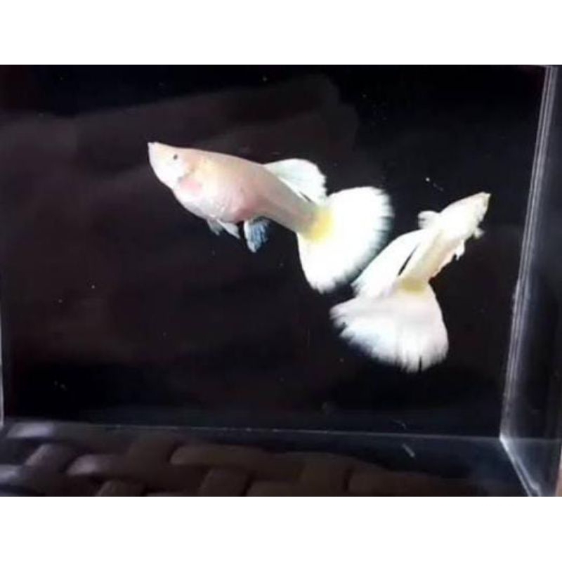 guppy afp putih tulang