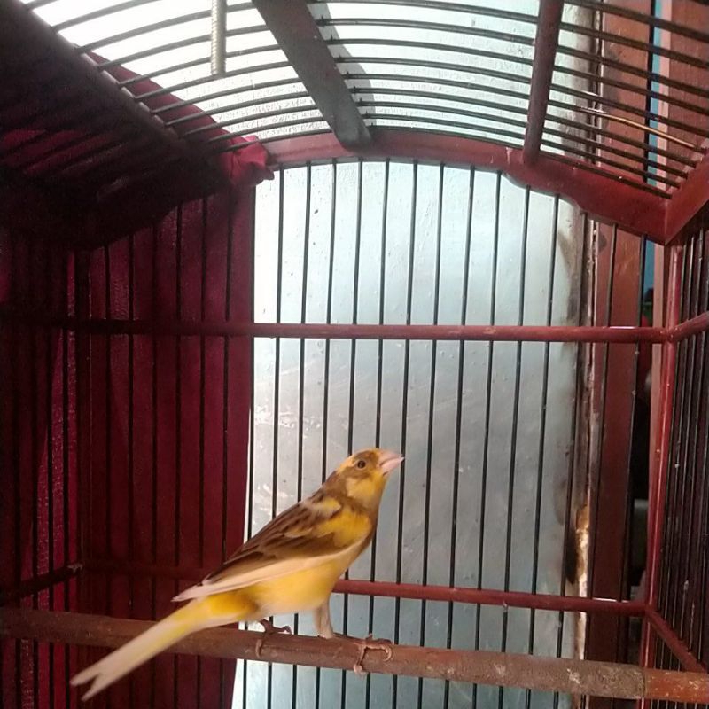 kenari lokal loper gacoran