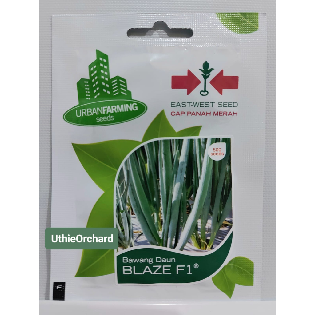 Benih Panah Merah - Daun Bawang Blaze F1