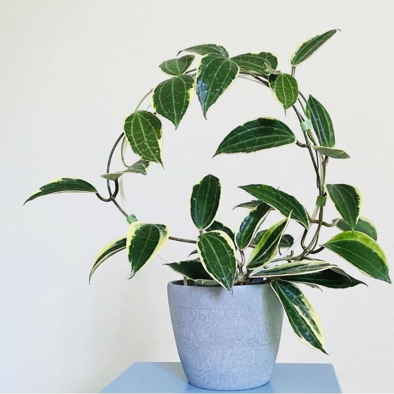 tanaman hias hoya macrophyllum variegata tanaman gantung hoya macrophyllum varigata