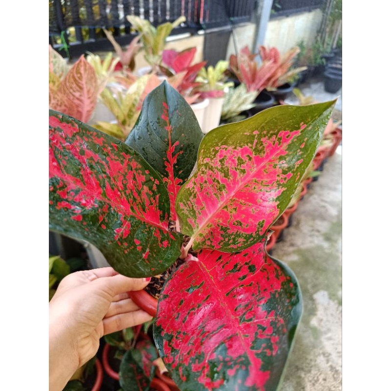 aglonema suksom batik