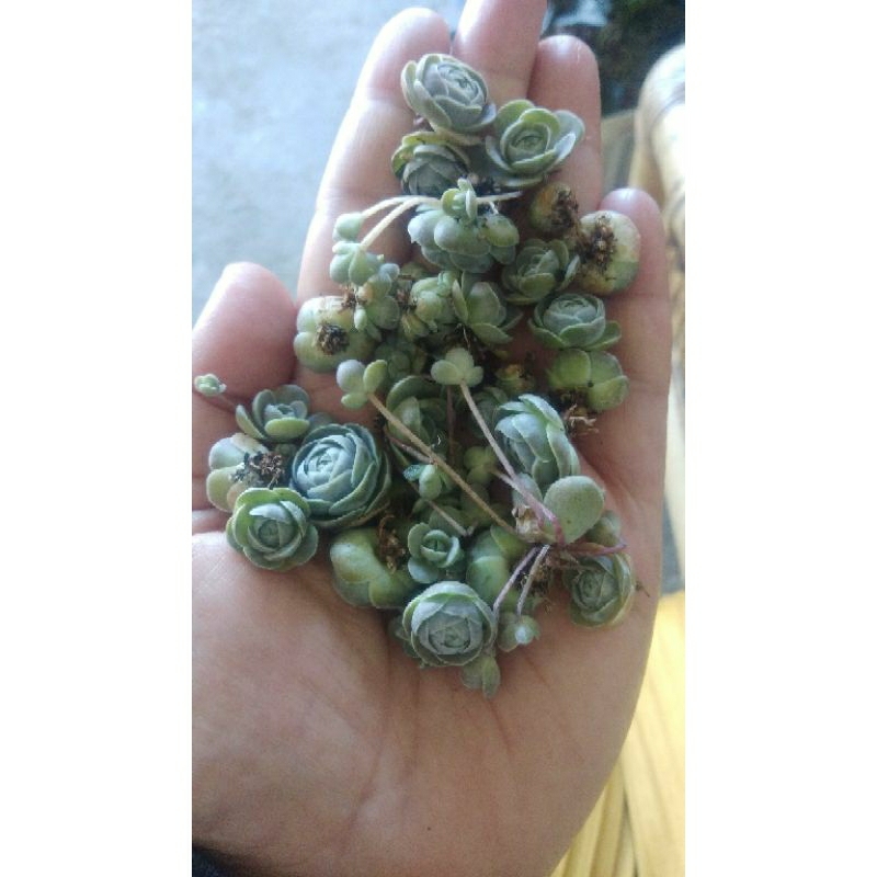 sukulen orostacys iwarenge