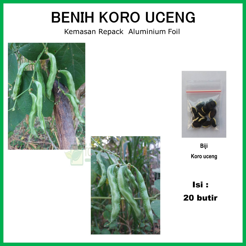 Benih Koro Uceng  Ijo - Biji Benih Tanaman Sayuran