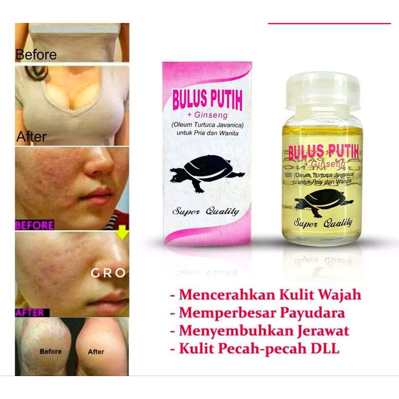 MINYAK BULUS PUTIH ASLI - MINYAK BIDAWANG GINSENG