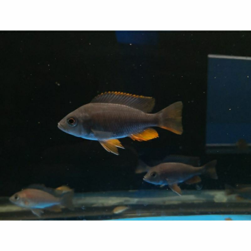 cichlid red kadango