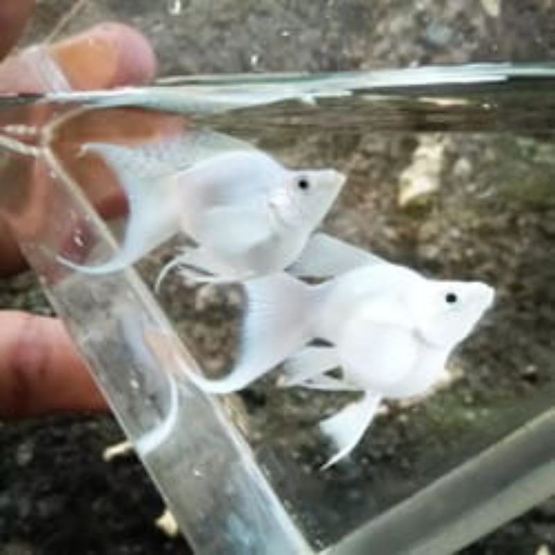 Sepasang Molly Platinum Cawang Lyretail Siap Breeding