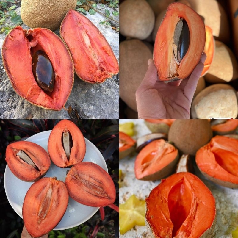 Bibit Sawo Jumbo Mexico Unggul