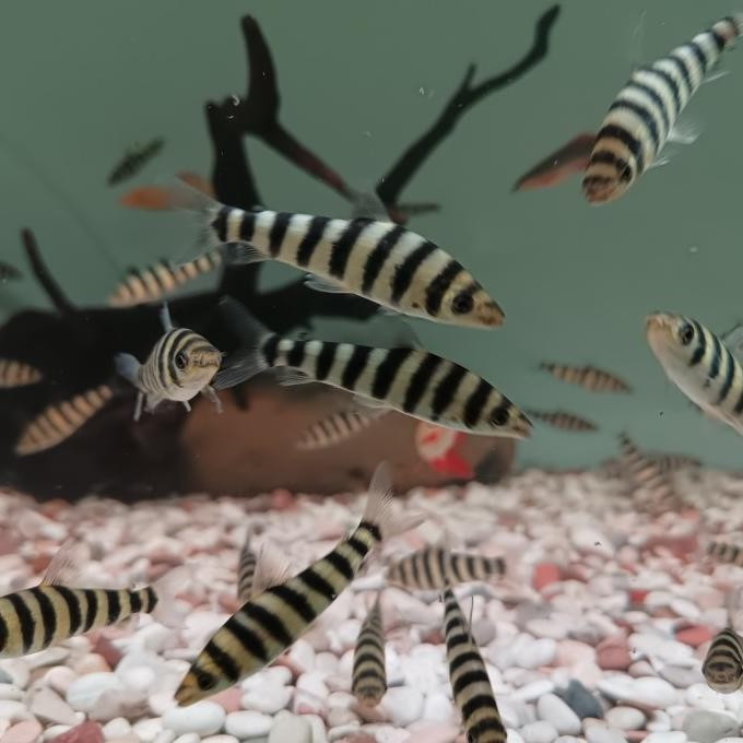 Leporinus / Ikan Kaos Kaki / ikan Hias Aquascape / Air Tawar