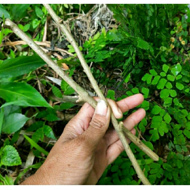 25 Bibit Stek batang Tanaman Bunga Lantana Pink / Bunga Tembelekan / Bunga tahi ayam