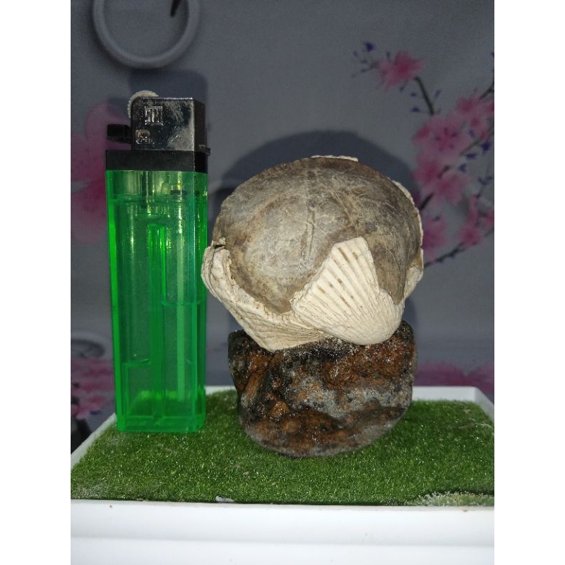 fosil kerang jumbo nempel batu