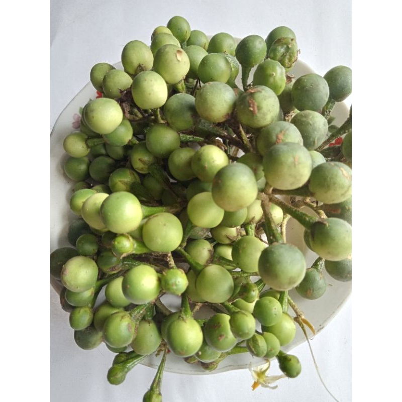 

Lalapan Buah cepokak 500 gr
