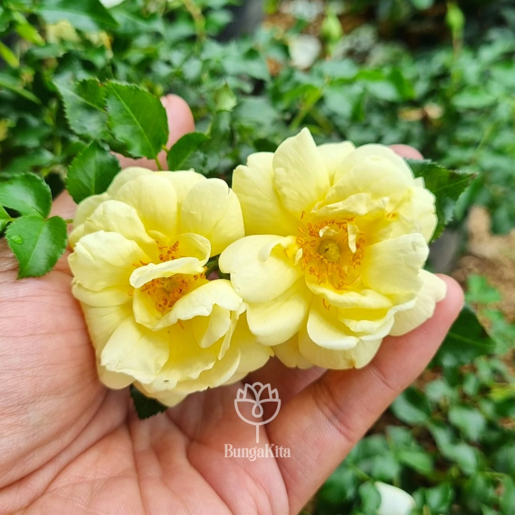 BUNGA MAWAR IMPORT SUNNY DEWASA