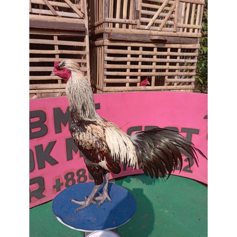 Telur fertil ayam pama iQ pama ninja/ayam pama ori ayam laga ayam petarung ayam bangkok ayam ori tha