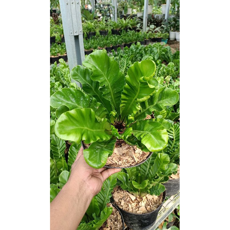 kadaka lasagna ukuran pot 25cm