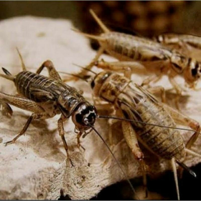 JANGKRIK HIDUP, PAKAN BURUNG,IKAN,RELTILE,DLL