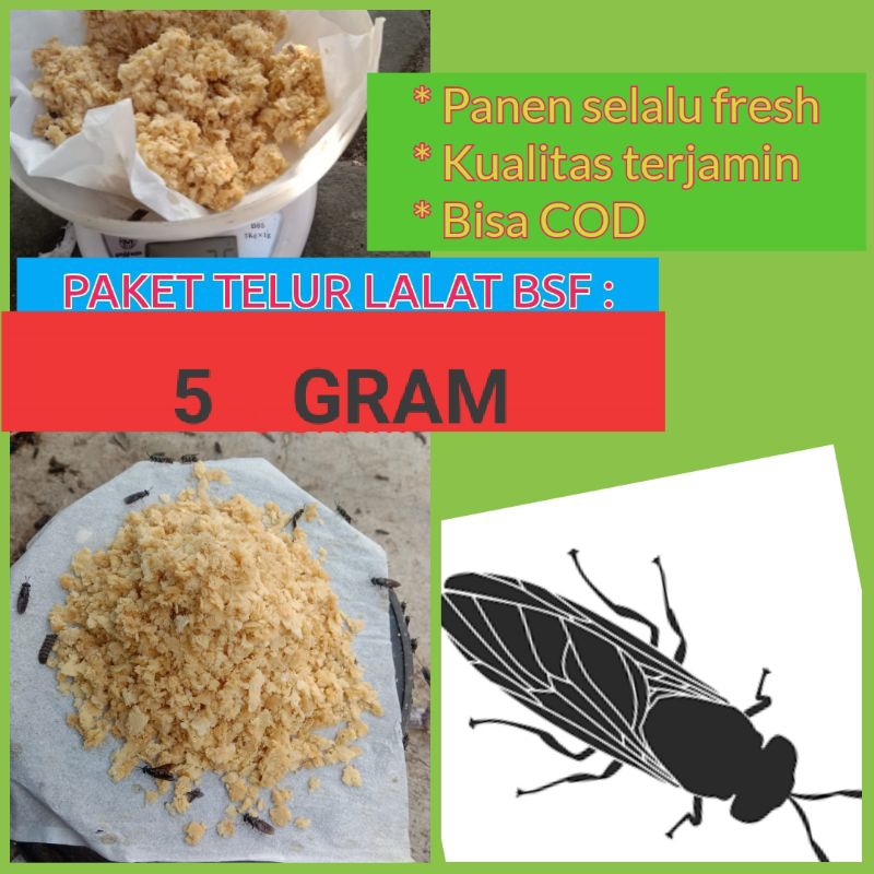 TELUR LALAT BSF/ TELUR MAGGOT/ TELUR BSF PAKET 5 GRAM