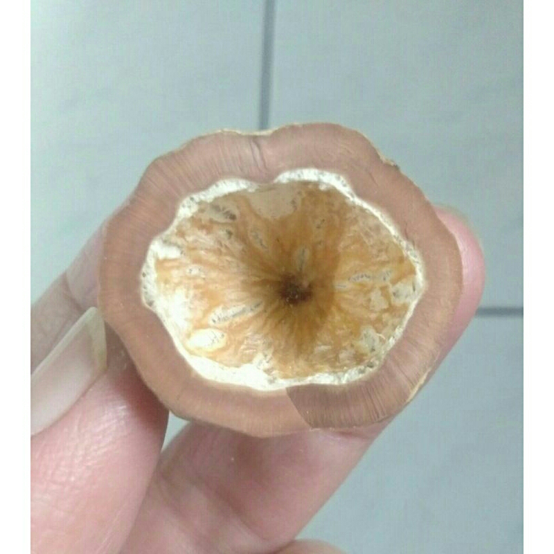 Kemiri Adu Muncang Adu Jabra Gotik JR Garung