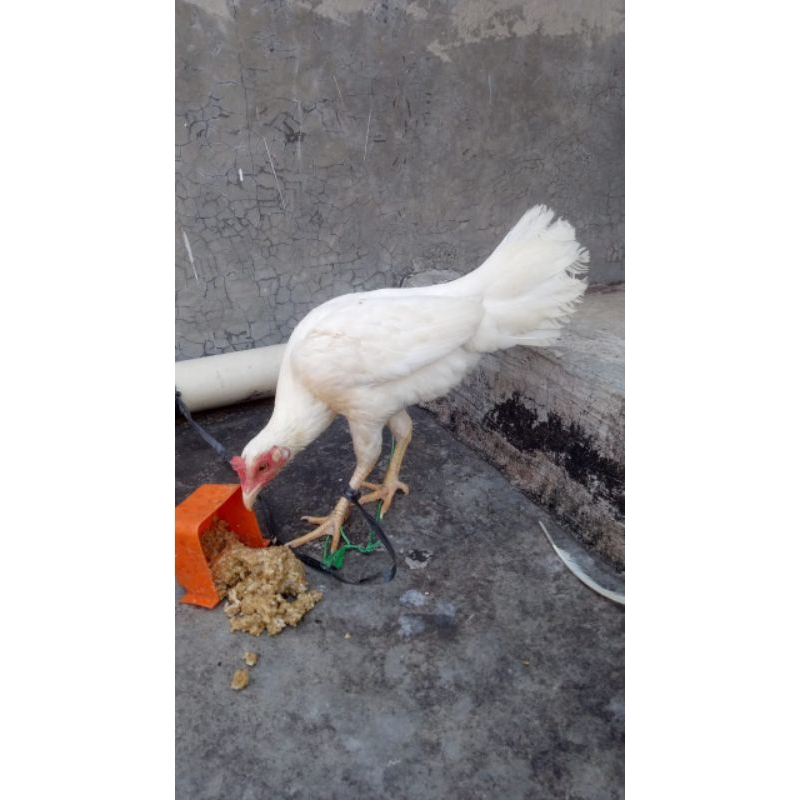 Ayam Kampung Jago Putih