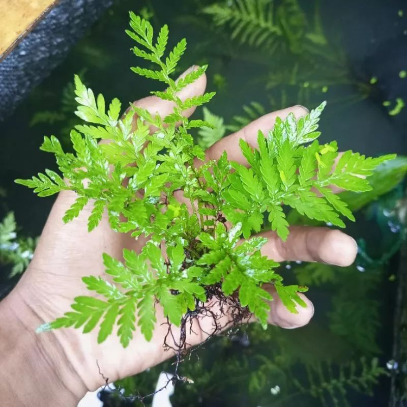 Pakis Air Tanaman Hias Hidup Aquarium Aquascape