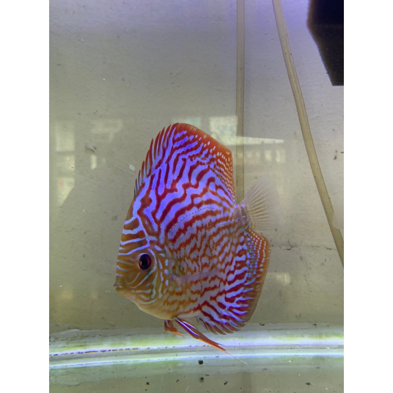 Discus Red Torquise