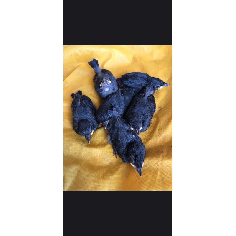 Lolohan Burung Srigunting abu-abu Mata Putih Unsex