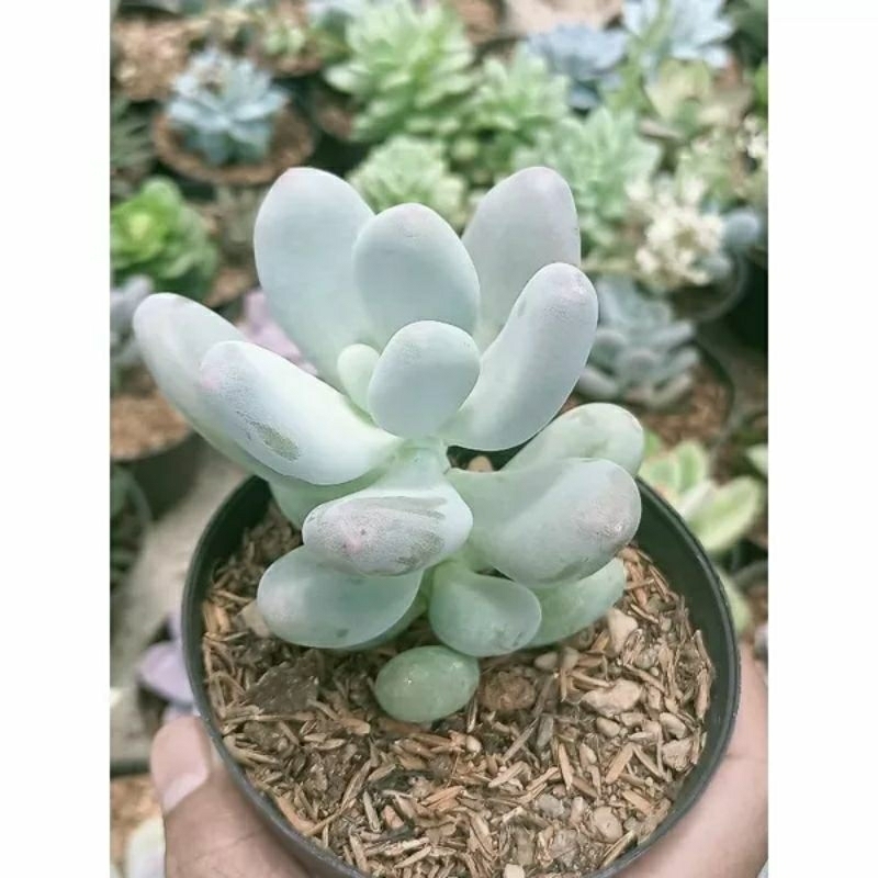 TANAMAN HIAS SUKULEN MOONSTONE