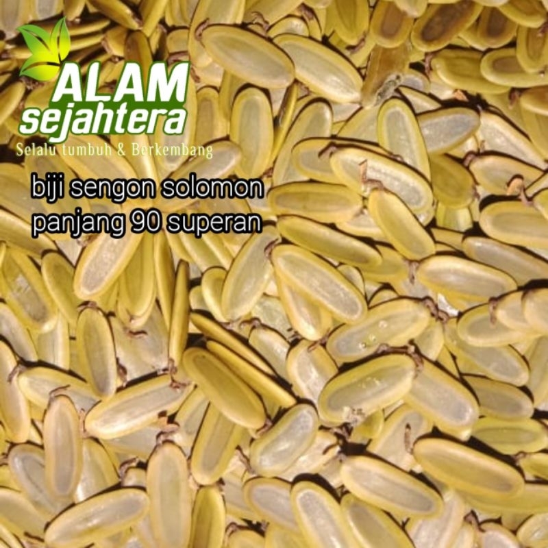 PROMO.. 10 GRAM  BIJI SENGON SOLOMON ASLI/BENIH SENGON SUPER F1